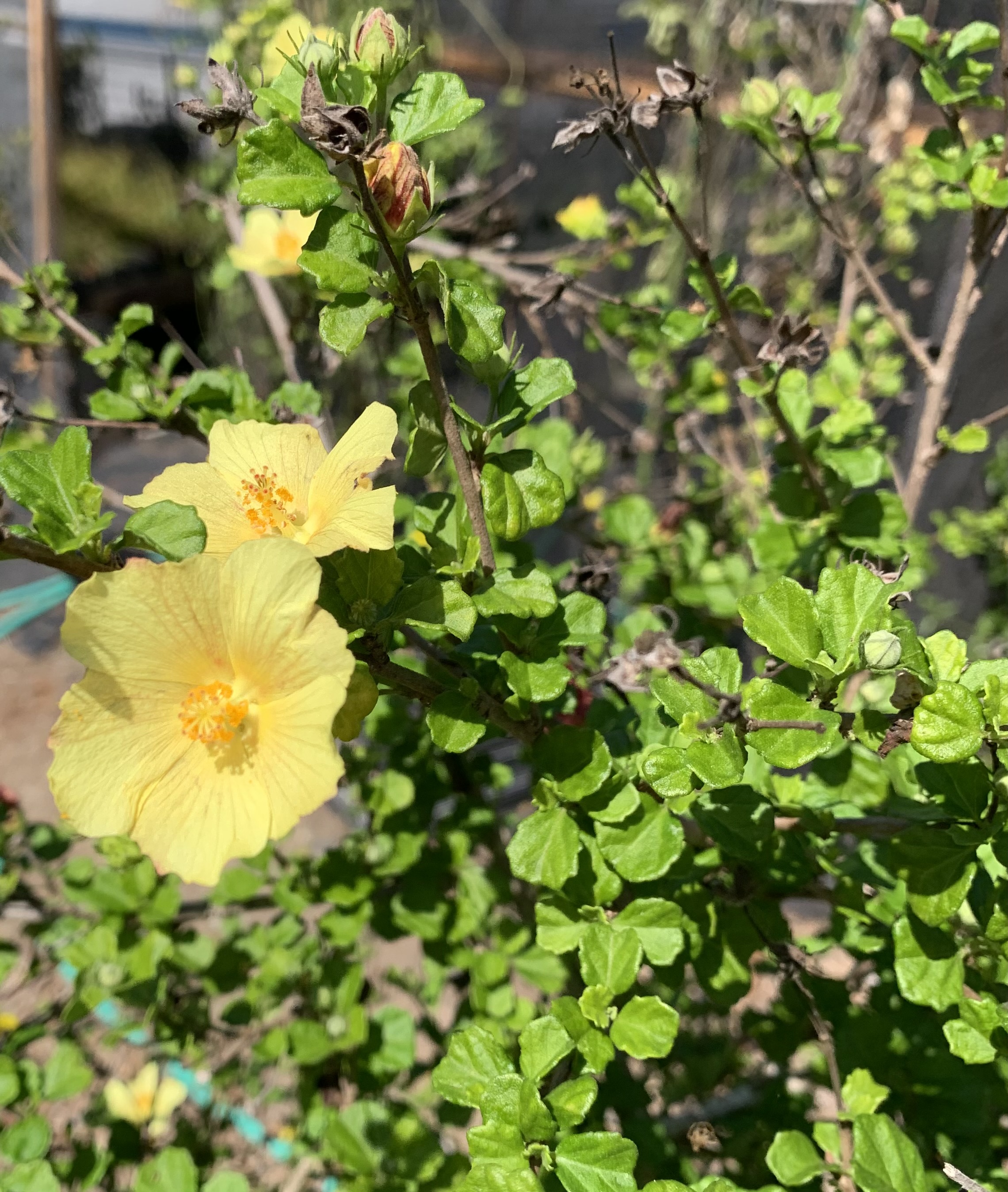 Pavonia praemorsa