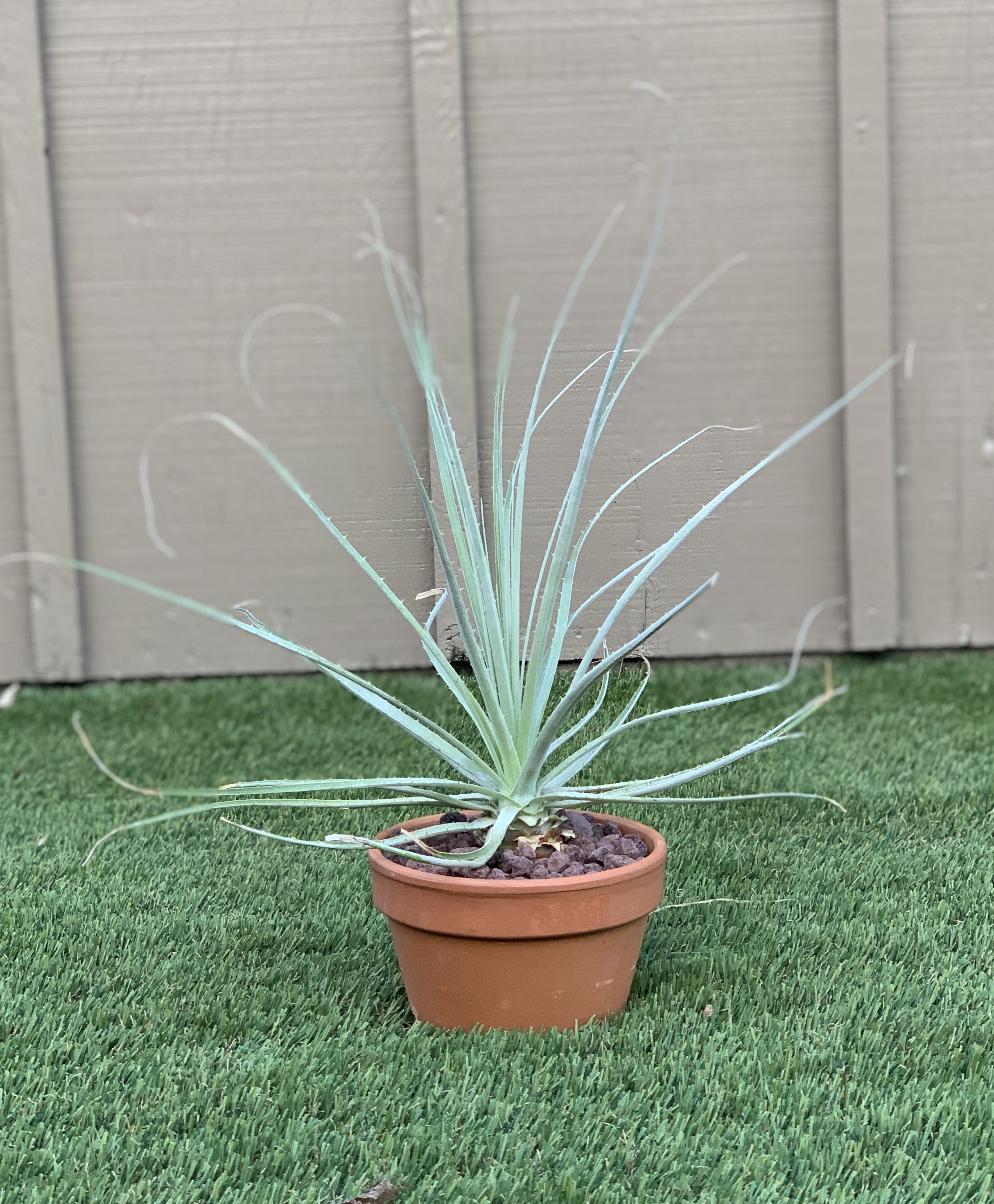 Puya Coerulea Var. Violacea