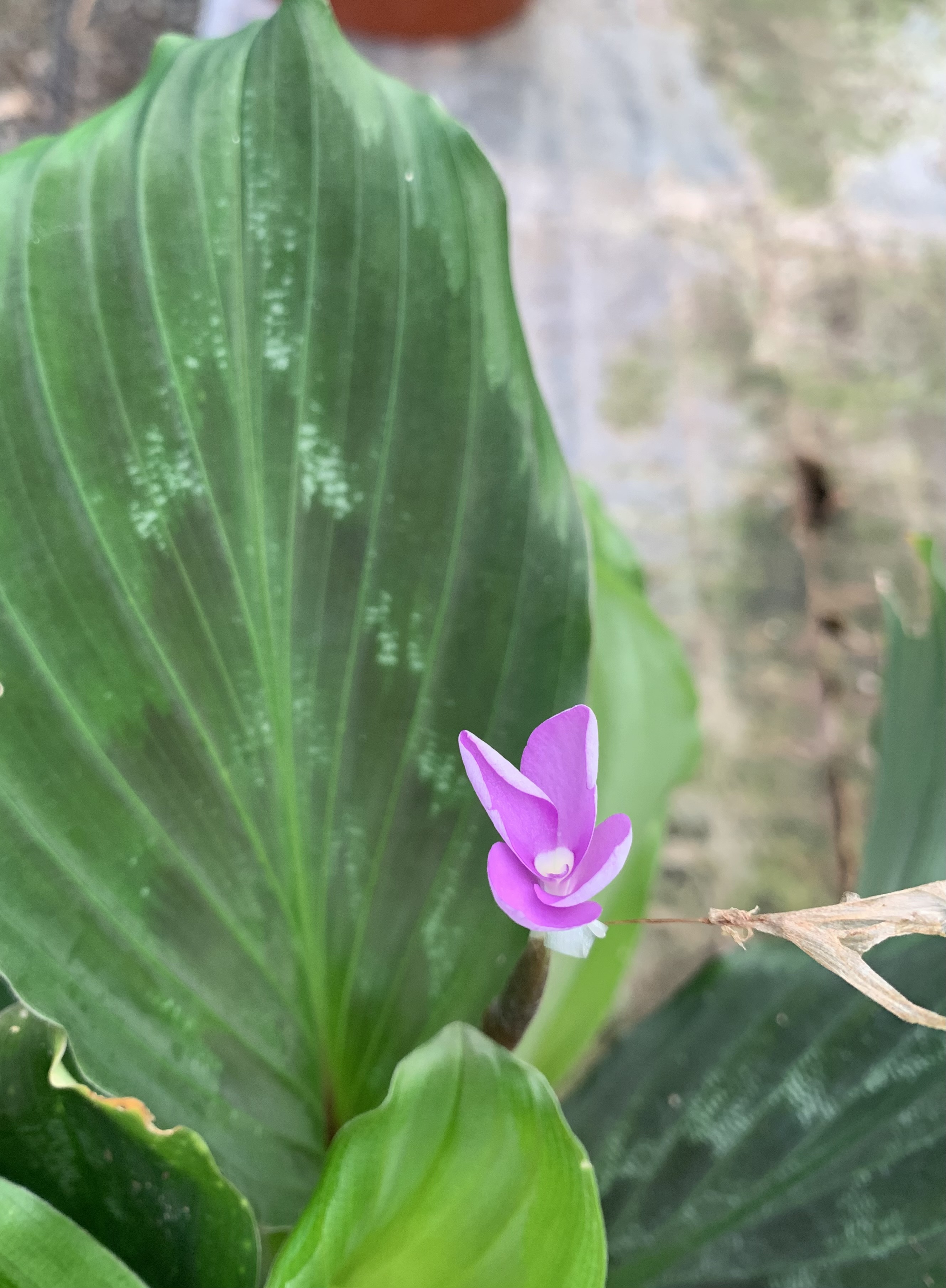 Kaempferia Pulchra Mansonii