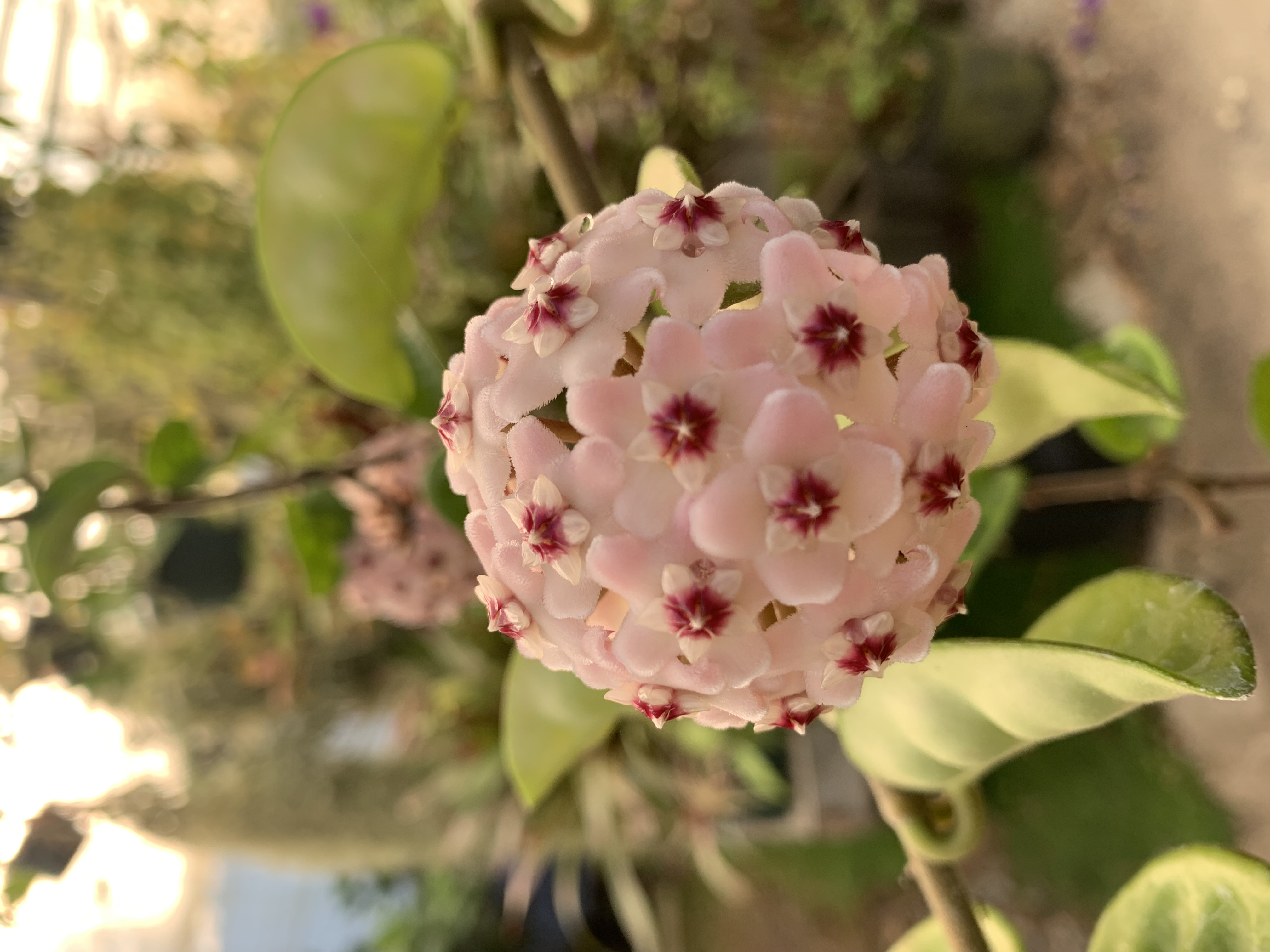 Hoya Carnosa Krinkle 8
