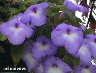 Blue Achimenes