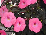 Achimenes Pic 10
