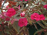 Achimenes Pic 13