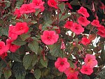 Achimenes Pic 14