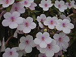 Achimenes Pic 16