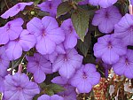 Achimenes Pic 17
