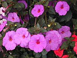 Achimenes Pic 4