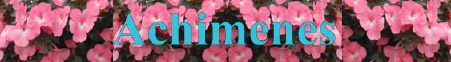 Achimenes Logo