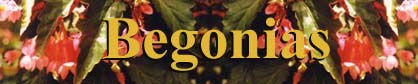 begonia logo