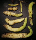 Achimenes rhizomes