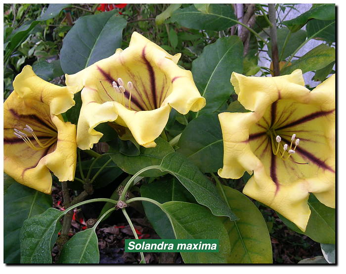 Solandra maxima