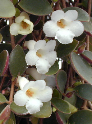 Codonanthe carnosa