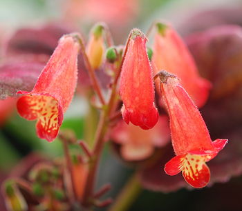 Smithiantha cinnabarina