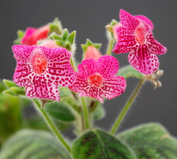 Kohleria Roundelay