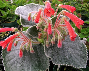 Sinningia canescens
