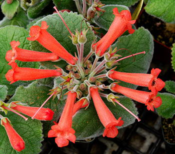 Sinningia Tampa Bay Beauty