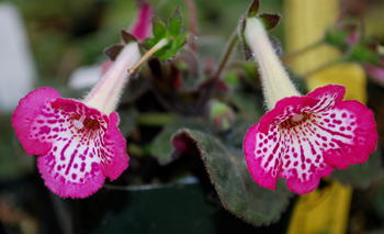 Sinningia Cherry Sprite