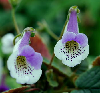 Sinningia Cindy Ella