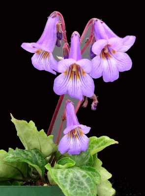 Primulina Diane Marie