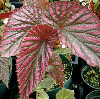 Kartuz Greenhouses: Begonia Exotica