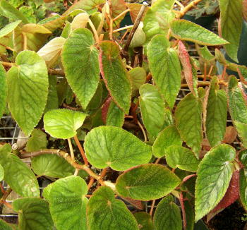 Begonia Palomar Pirate