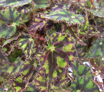 Begonia Robert Shatzer