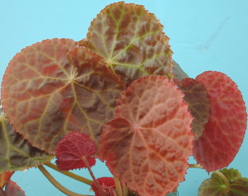 Begonia Mumtaz