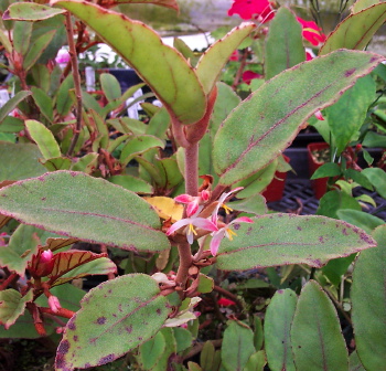 Begonia kisuluana