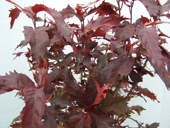 Acalypha Raggedy Ann