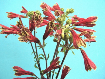 Alstroemeria pulchella