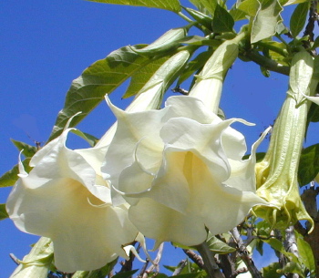 Brugmansia Double White