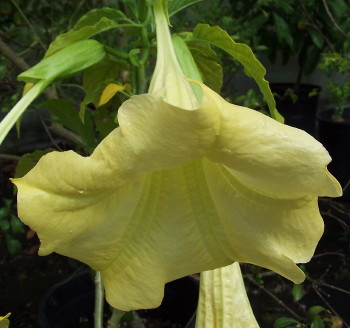 Brugmansia Sunray