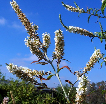 Buddleja asiatica