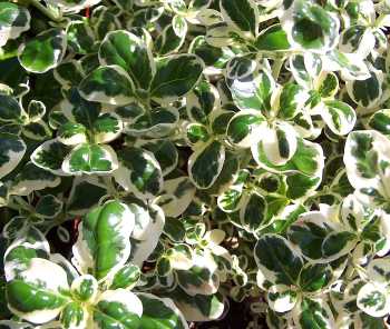 Kartuz Greenhouses: Coprosma repens Argentia