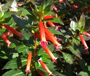 Kartuz Greenhouses: Cuphea David Verity