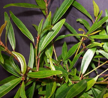 Ficus salicaria