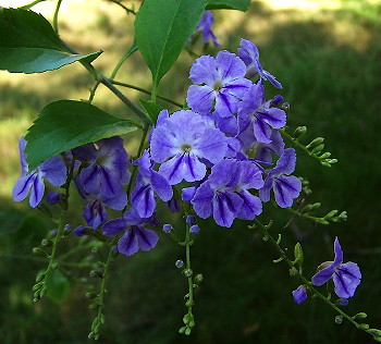 Duranta erecta Sarasota