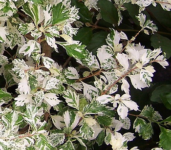 Duranta erecta Snow Flurry