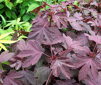 Hibiscus acetosella Red Shield