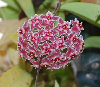 Hoya purpurea fusca Fresno Beauty