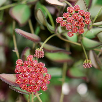 Hoya tsangii