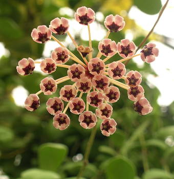 Hoya incurvula