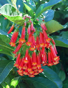 Kartuz Greenhouses: Iochroma fuchsioides