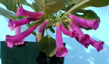 Iochroma Plum Beauty