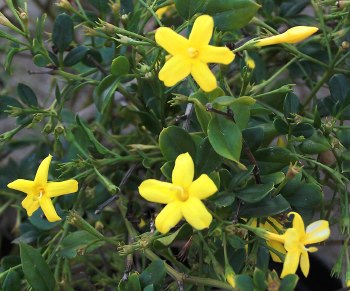Jasminum floridum