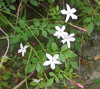 Jasminum officinale