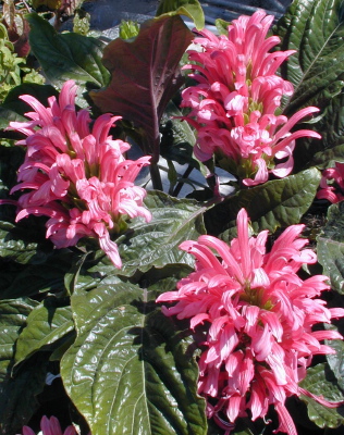 Justicia carnea Radiant