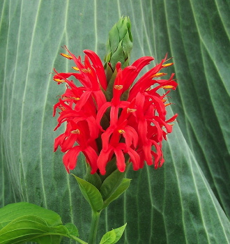 Pachystachys spicata