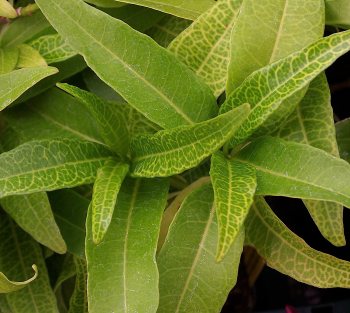 Pseuderanthemum carruthersii var carruthersii Narrow Leaf