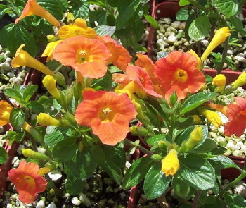 Streptosolen jamesonii